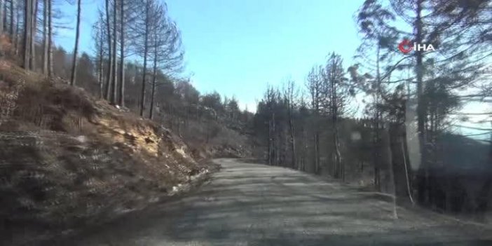 Antalya öldü öldü, dirildi...